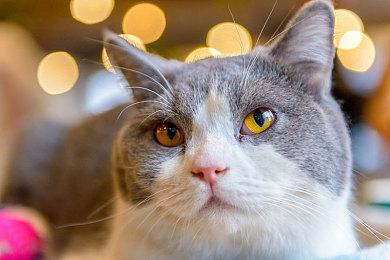 《剑心雕龙》制作进度展示 确定登陆Switch 2等多平台